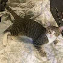 Thumbnail photo of Hocus #2