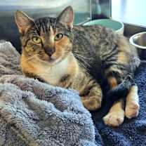 Thumbnail photo of Strawberry Shortcake #1