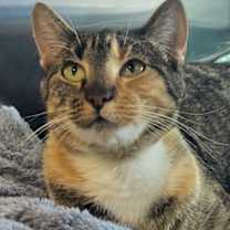 Thumbnail photo of Strawberry Shortcake #2