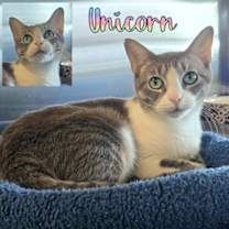 Thumbnail photo of Unicorn #3