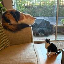 Thumbnail photo of Indiana Jones #4