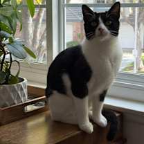 Thumbnail photo of Indiana Jones #3