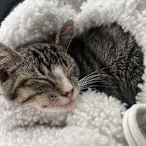 Thumbnail photo of Avalyn #1