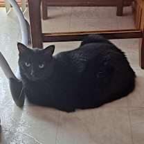 Thumbnail photo of Luna #1