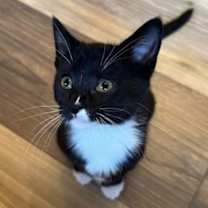 Thumbnail photo of Buffy #3