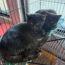 Thumbnail photo of Smokey Robinson #1