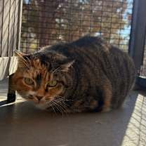 Thumbnail photo of Garland  #1