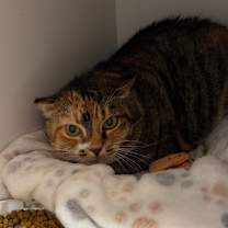 Thumbnail photo of Garland  #2