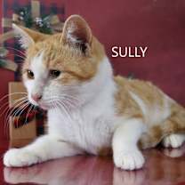 Thumbnail photo of Sully #2