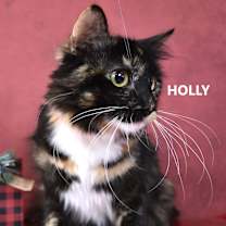 Thumbnail photo of Holly #2