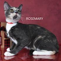 Thumbnail photo of Rosemary #3