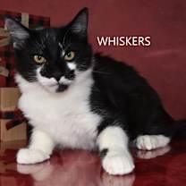 Thumbnail photo of Whiskers #2