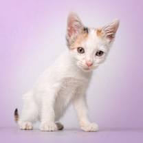 Thumbnail photo of Azur #1