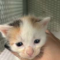 Thumbnail photo of Azur #2