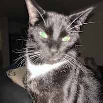 Thumbnail photo of Noodle #1