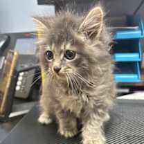 Thumbnail photo of Dust Bunny #1