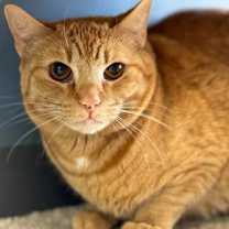 Thumbnail photo of Whiskey #2