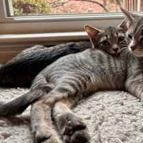 Thumbnail photo of Texas Pete #2