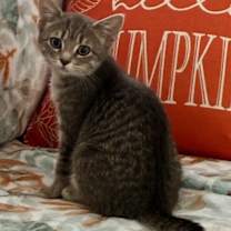 Thumbnail photo of Texas Pete #3