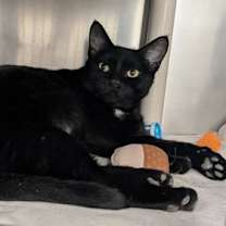 Thumbnail photo of Trisha Paytas #1