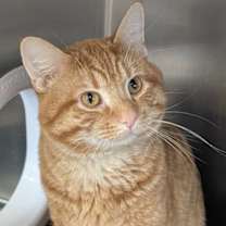 Thumbnail photo of Crookshanks #3