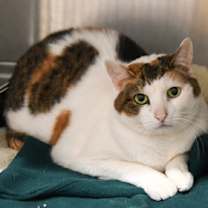 Thumbnail photo of Cupcake #1