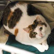 Thumbnail photo of Cupcake #2