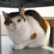 Thumbnail photo of Cupcake #3