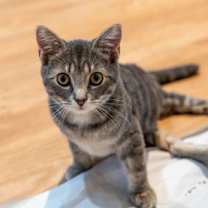 Thumbnail photo of Willow #2