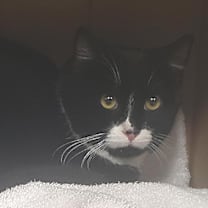 Thumbnail photo of Maguire #2