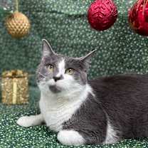 Thumbnail photo of Fae #1