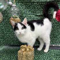 Thumbnail photo of Sequoia #1