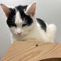 Thumbnail photo of Sequoia #3