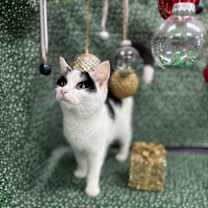 Thumbnail photo of Sequoia #4