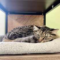 Thumbnail photo of Mama Kitty #3