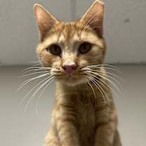 Thumbnail photo of Brinks #4