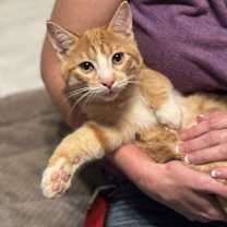 Thumbnail photo of Reese #1