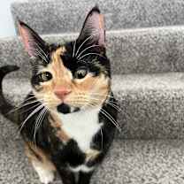 Thumbnail photo of Paisley #1