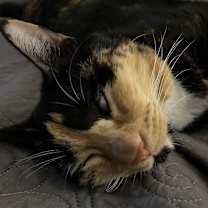 Thumbnail photo of Paisley #2