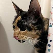 Thumbnail photo of Paisley #3