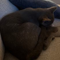 Thumbnail photo of Ash #4