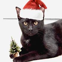 Thumbnail photo of Splotch 💎 #1