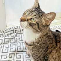 Thumbnail photo of Tinkerbell #1