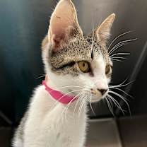 Thumbnail photo of Cleo  #1