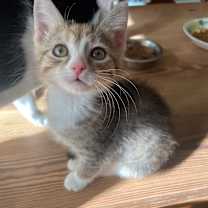 Thumbnail photo of Minnow Lent -TL #1