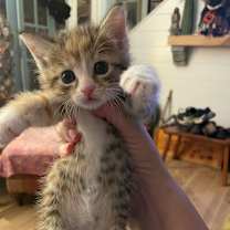 Thumbnail photo of Minnow Lent -TL #2