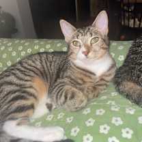 Thumbnail photo of Leif Spring- TL #1