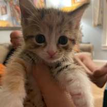 Thumbnail photo of Minnow Lent -TL #3