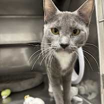 Thumbnail photo of Bear #1