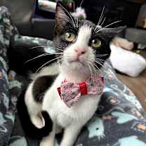 Thumbnail photo of Vi #1